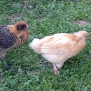 Tan pullet (breed unknown) and Red