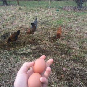 eggs & the chickens who make them
