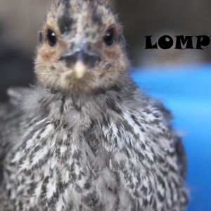 Lompy