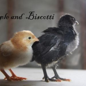 Maple and Biscotti