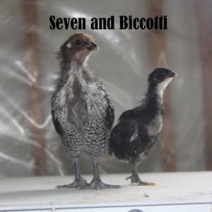 Sven and Biscotti