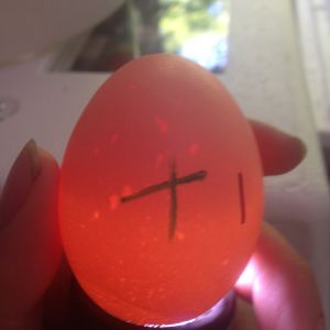 Egg 1 on day ~15