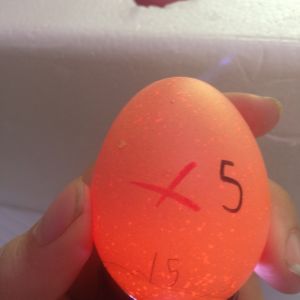 Egg 5 on day ~15