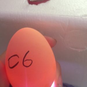 Egg 6 on day ~15