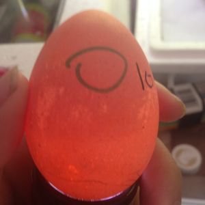 Egg 10 on day ~15