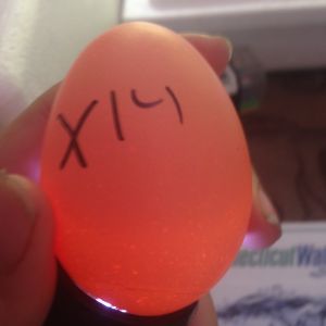 Egg 13 on day ~15