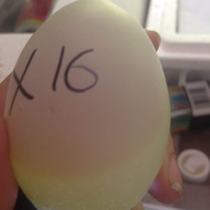 Egg 16 on day ~15