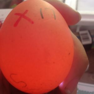 Egg 17 on day ~15