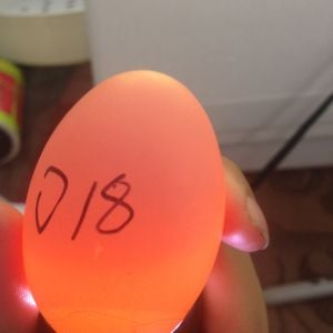 Egg 18 on day ~15
