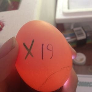 Egg 19 on day ~15