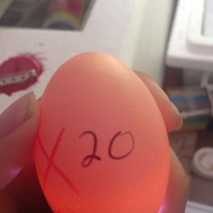 Egg 20 on day ~15