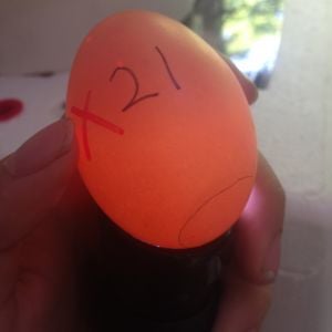 Egg 21 on day ~15