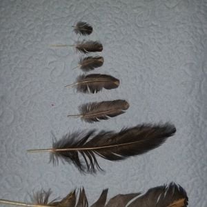 Feathers as she grows