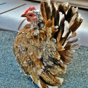 This is a beautiful hen, she is not from our line, although I would like to claim her. She was brought in has a hatching egg, from the "Campbell" line, and she is producing for us this year.