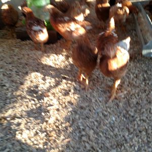 My chickens not sure on the age of them
