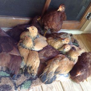Can anyone tell me if these are hens or roosters from this photo?  They are buff brahmas and Buckeyes. I have read several things but I cannot determine.  They are almost four months old.  What is the best photo angle to take a picture for anyone to tell?  To me they all look like hens but it was a straight run purchase and I cannot imagine that they would all be hens