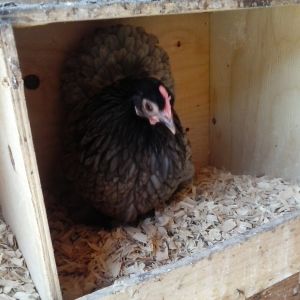 Lady Stark, my 1.5 yr old Blue hen hanging out in her favorite nest box.