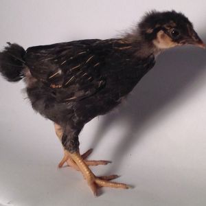 Gold laced Pullet at four weeks