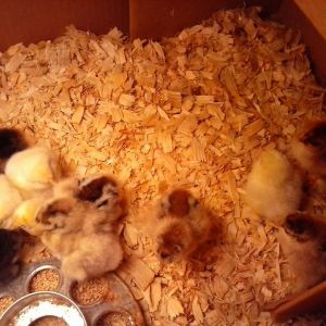 Ordered an assortment of Cochin bantams from the hatchery!