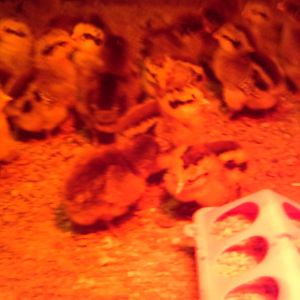chicks may 2015