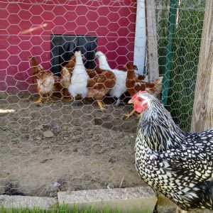 little chicks were moved into the coup at 7 weeks old.  Now the big girls get to see them through the fence