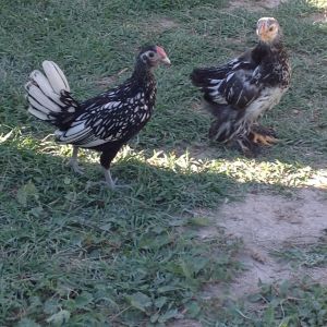 rooster at 6 weeks and pullet at 6 weeks. Breeds?