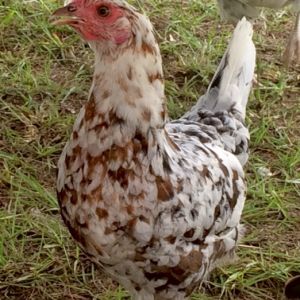 New hen. Her name is flower. She is mean as spice at the moment. Hopefully she will calm down in a few days. I am almost tempted to go pick up her brother. He is very similar in appearance, just a bit darker.
