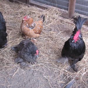 Penguin (black hen, r.i.p), Cookie (mille fleur hen, r.i.p), Berry (blue hen), Blue (blue rooster, r.i.p)