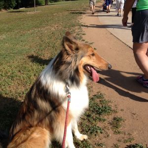 My Rough Collie, Finley.  We're in between chickens right now.