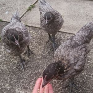 Emaline, Maisie & Rosa, our 9 week old Blue Ranger chicks. Getting very brave these days; taking food from my hand.