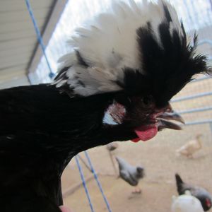 Martha, my White Crested Black Polish hen