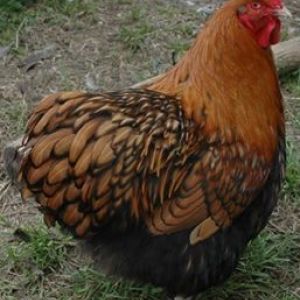 BBS Gold Laced Orpington