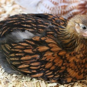 Lacey, Golden Laced Wyandotte