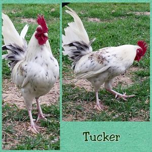 Tucker: White (chocolate-chipped) mixed bantam Roo ** (could he possibly be part Norwegian Jaerhon or maybe Serama?)