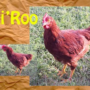 Li'Roo: Production Red (?) Roo (aggressive lil' guy who'll have to go)