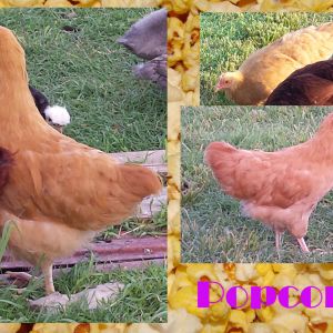 Popcorn: Buff Orpington hen