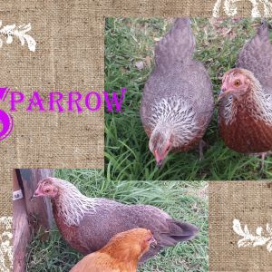 Sparrow: White (chocolate-chipped) mix x Brown Partridge Cochin bantam hen (of the twins, her brown sits a shade darker and covers spottingly on her sides)