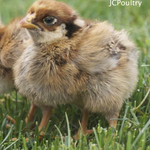 Blue Laced Red Wyandotte Chick