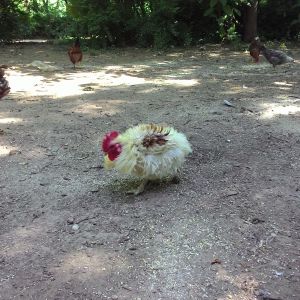 Frizzle rooster