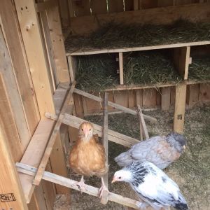 I found this neat roost on Pinterest that folds up for easy cleaning.. Yea not so easy to make, so I mounted it to the floor and will clean around it :). This is Fawn, Henrietta and Gandalphi.