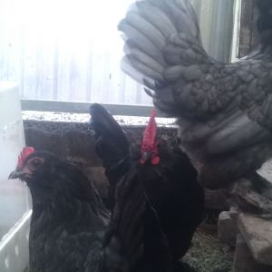 two hens and rooster
