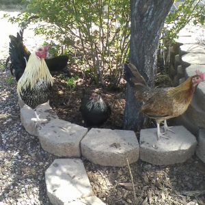 I quickly found this awesome website and build a run/coop after one that I liked in the coop section. THe little chicks grew and my experience into keeping chickens began. One chick died... they turned out to be 3 males and 2 females. Interestingly out of the 5 chicks there are 2 sets of "twins" Kenny and Bianca are black and white and both have a very different comb (pea i think) than the rest. Jonny and Joan are black and brown with a single comb. Randal is a bit more colorful and has brown tips at his wings.