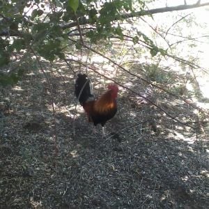 Randall. 1 year old American Game Bantam rooster