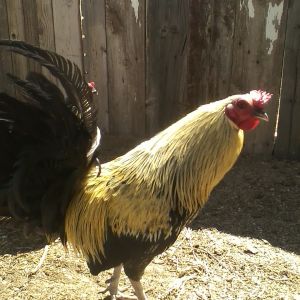 Kenny. 1 year old American Game Bantam rooster