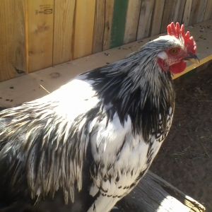 HIs name was Esmerelda... I need a boy hobbit name for him now. Bantam Cochin/Pekin. I think silver laced, but hasn't feather out with the pattern yet.