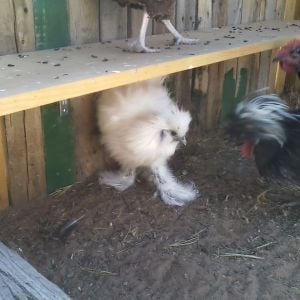 Shy Silkie... might also be a male... will also be needing a male hobbit name.