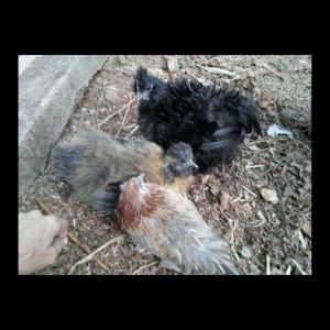 Cochin, silkie, and sizzle all huddled up together