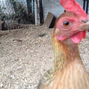 Henny-Penny, my oldest chicken. She is Five years old.