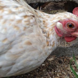 Apricot, my Serama Chicken, who is the niece of Chick-Pea.