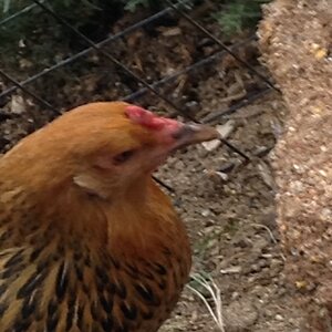 Almond Joy, my Americauna Chicken ( Has No Ear Muffs Or Tuffs For Some Odd Reason).